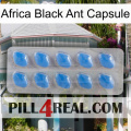 Africa Black Ant Capsule 22